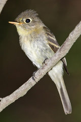Pacific-slope Flycatcher